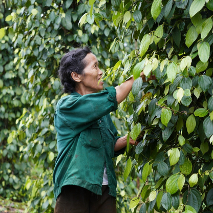 Organic Vinh Linh Pepper