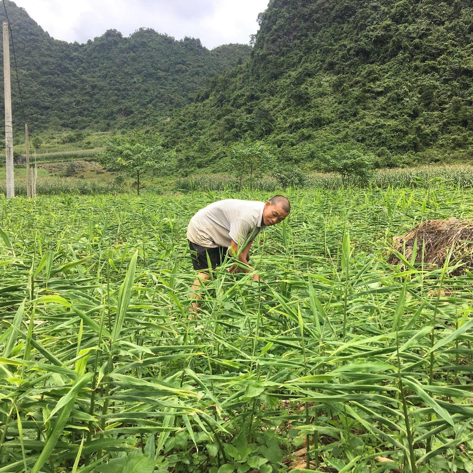 A farmer tending to ginger plants in a lush, mountainous region of Vietnam for Viet Haus.