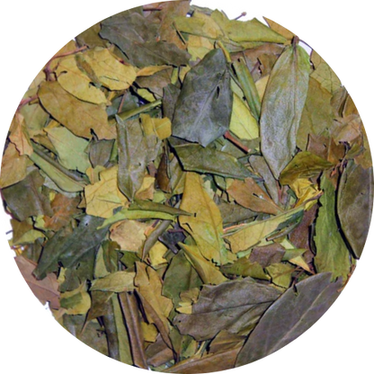 Bio-Gymnema-Blatt