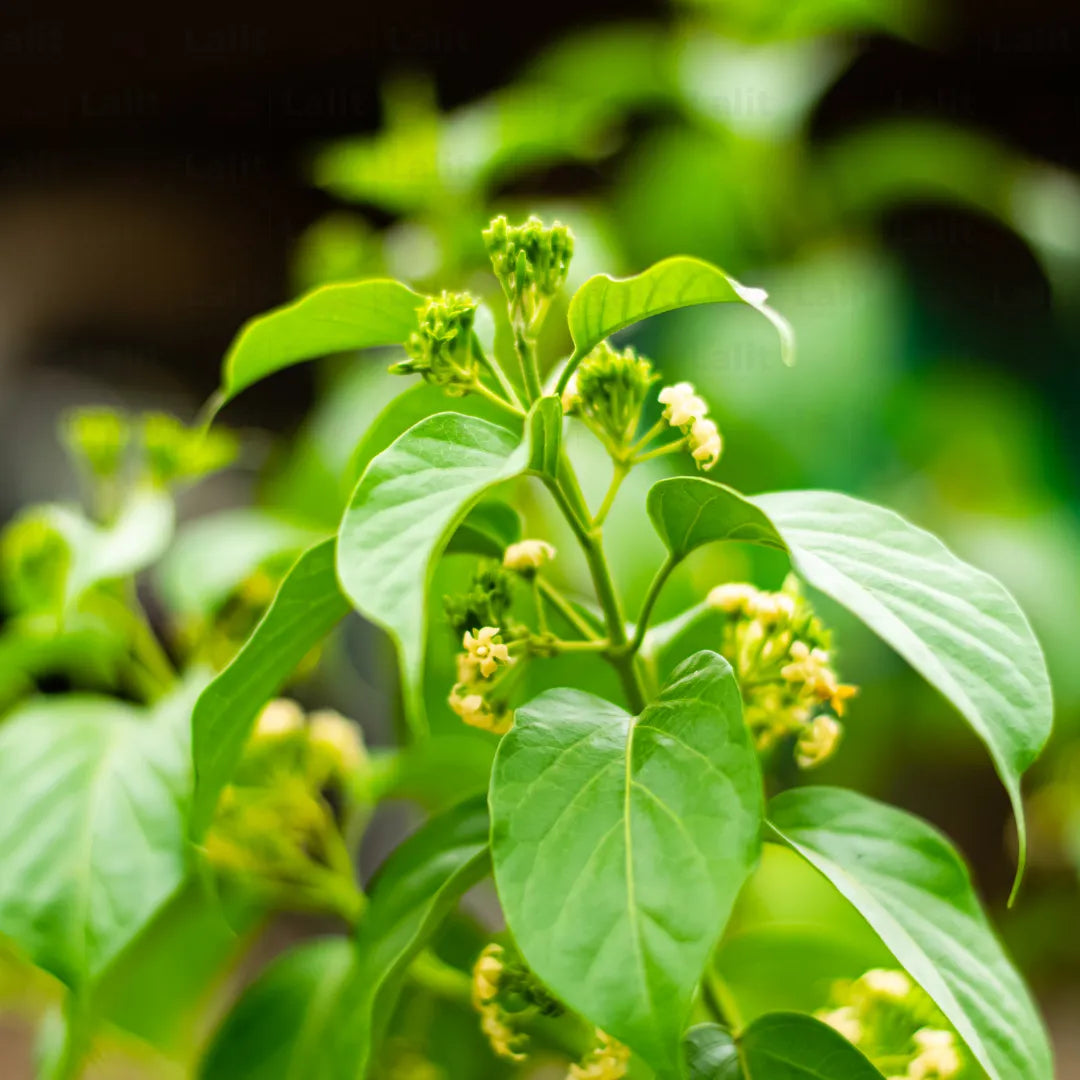 Bio-Gymnema-Blatt