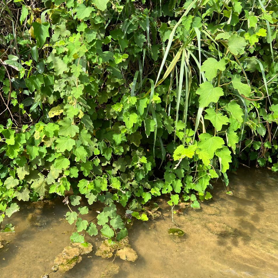 Organic Wild Raspberry Leaf