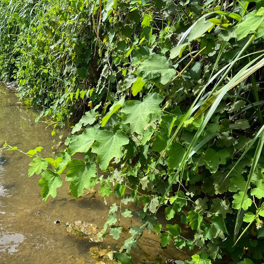 Bio-Wildhimbblätter