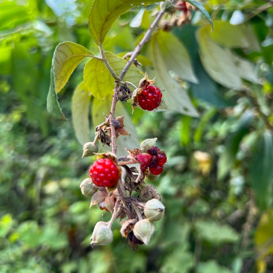 Organic Wild Raspberry Leaf