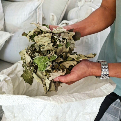 Organic Wild Raspberry Leaf