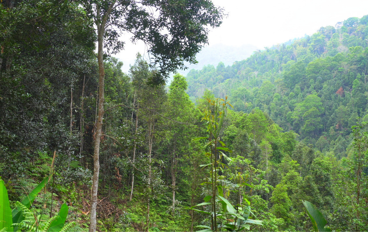 Lush organic cassia cinnamon forest in North Vietnam with dense greenery and misty mountains, illustrating a sustainable ecosystem