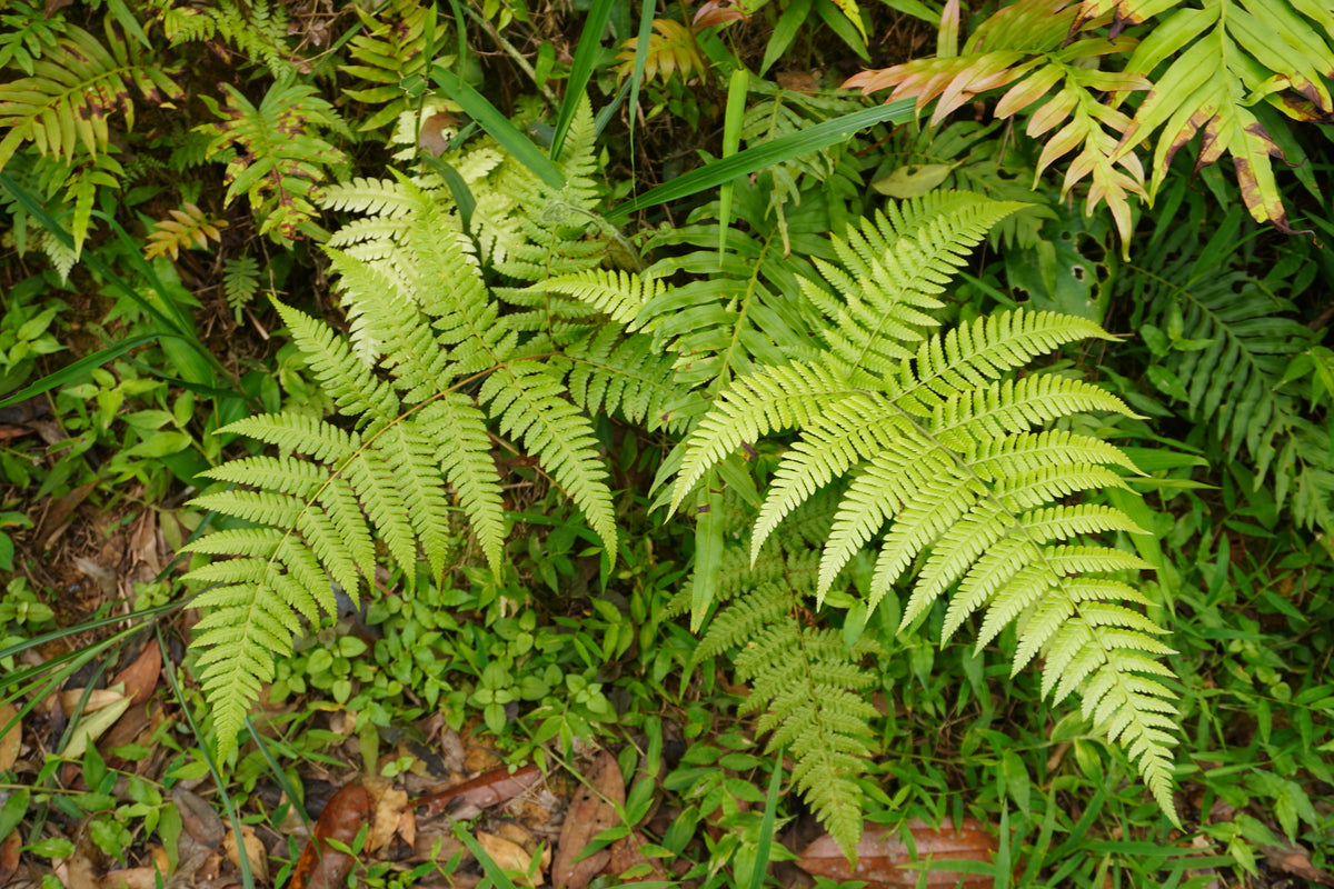 Wild ferns growing on the forest floor of an organic cinnamon plantation, demonstrating biodiversity and a natural ecosystem.