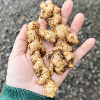 A hand holding a pile of fresh organic ginger roots over a textured surface, harvested by Viet Haus in Vietnam