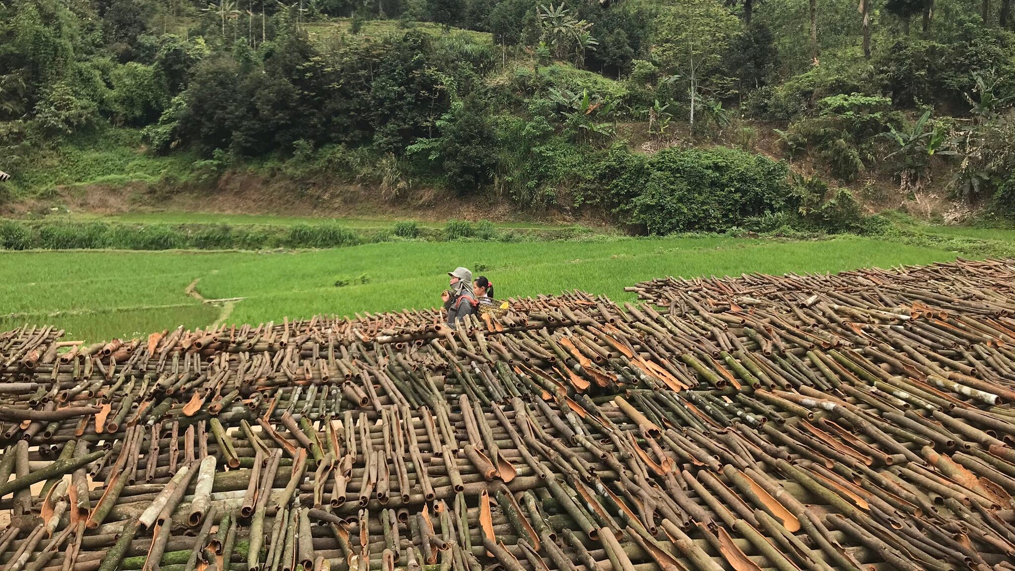 Organic cinnamon is drying in the sun after harvesting.