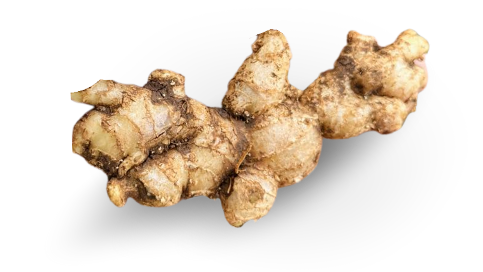 Concentrated small ginger roots from Viet Haus, known for their intense spicy flavor and high essential oil content
