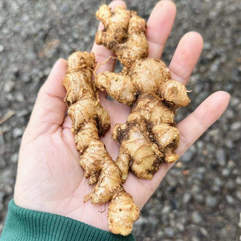 Hand holding a small pile of ginger roots on a textured surface