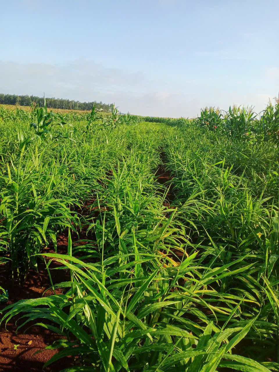 Lush green foliage of Viet Haus organic conversion ginger growing vigorously.
