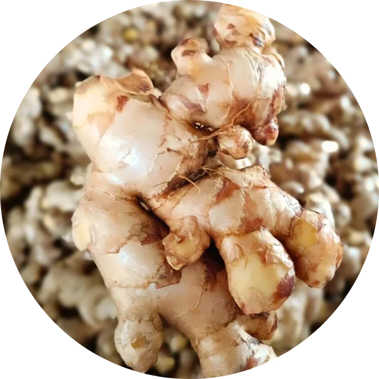 Freshly harvested organic ginger roots from Viet Haus.