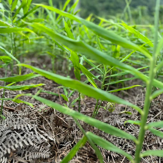 Organic Ginger
