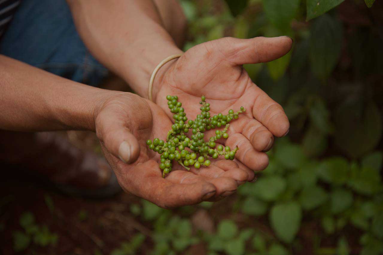 A farmer's hands holding freshly harvested bunches of organic green peppercorns from a Vietnamese farm.