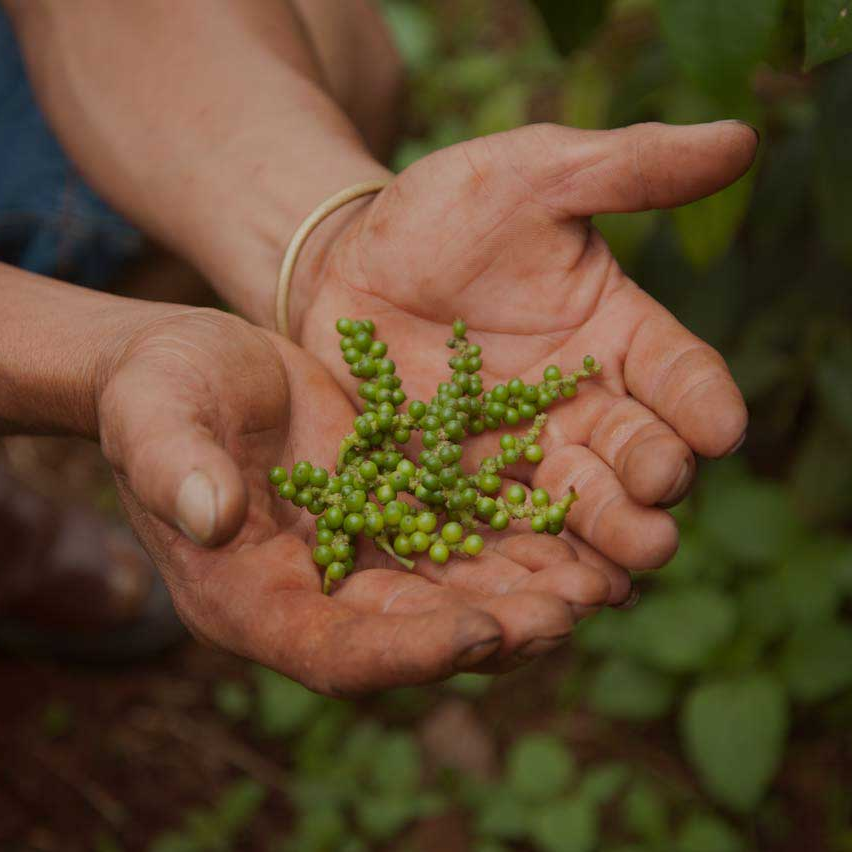 Organic Vinh Linh Pepper