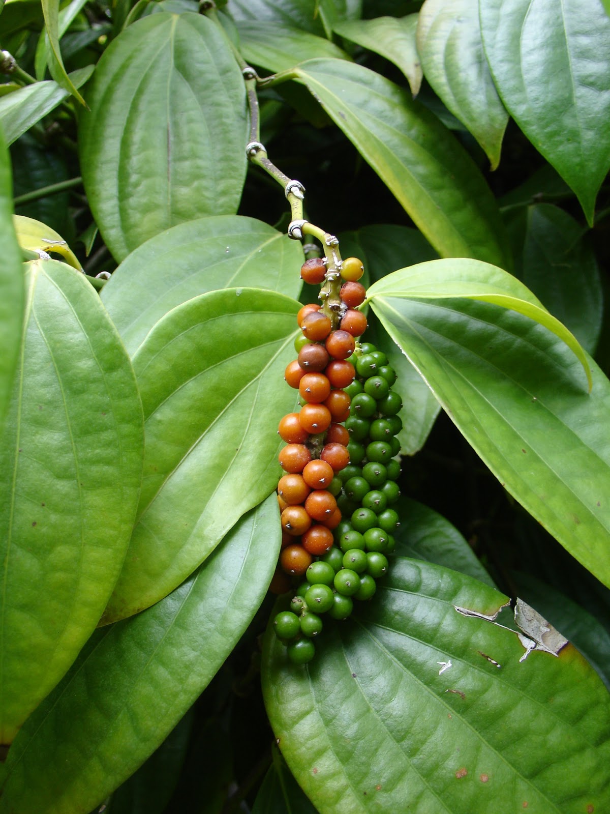 A bunch of young organic peppercorns in green and orange stages growing on a branch with large green leaves