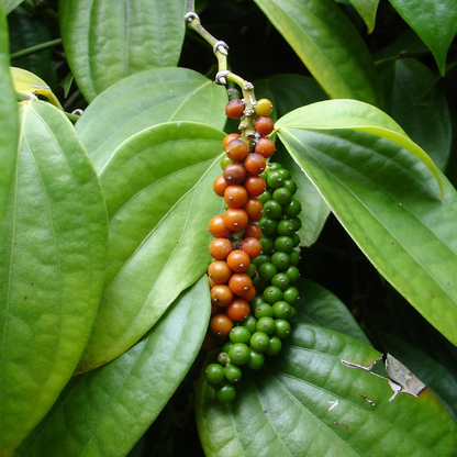 Organic Vinh Linh Pepper