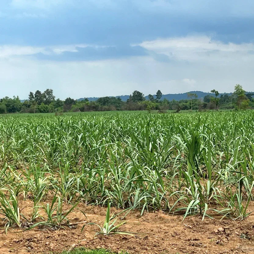 Wide view of an organic cane sugar farm in Laos, showing the mature crop growing