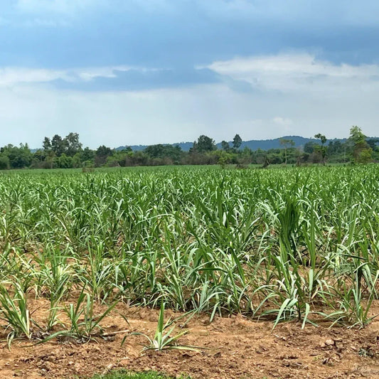 Wide view of an organic cane sugar farm in Laos, showing the mature crop growing