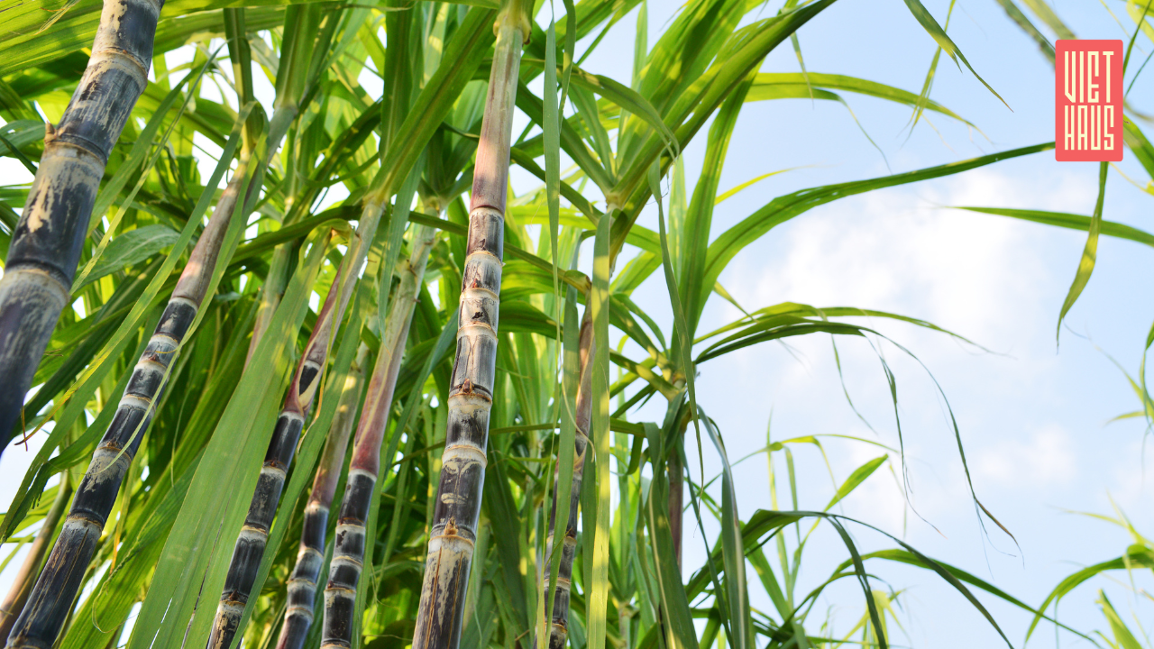 Tall green sugarcane plants with a clear blue sky background