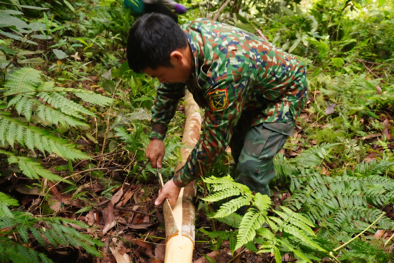 A local farmer peeling fresh organic cassia cinnamon bark by hand within a lush forest setting in North Vietnam