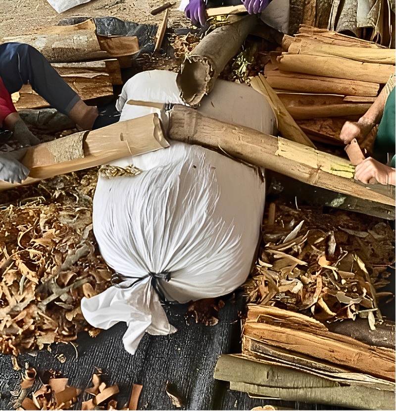 local farmers carefully scraping the outer layer of fresh organic cassia cinnamon bark by hand to prepare the premium inner layers