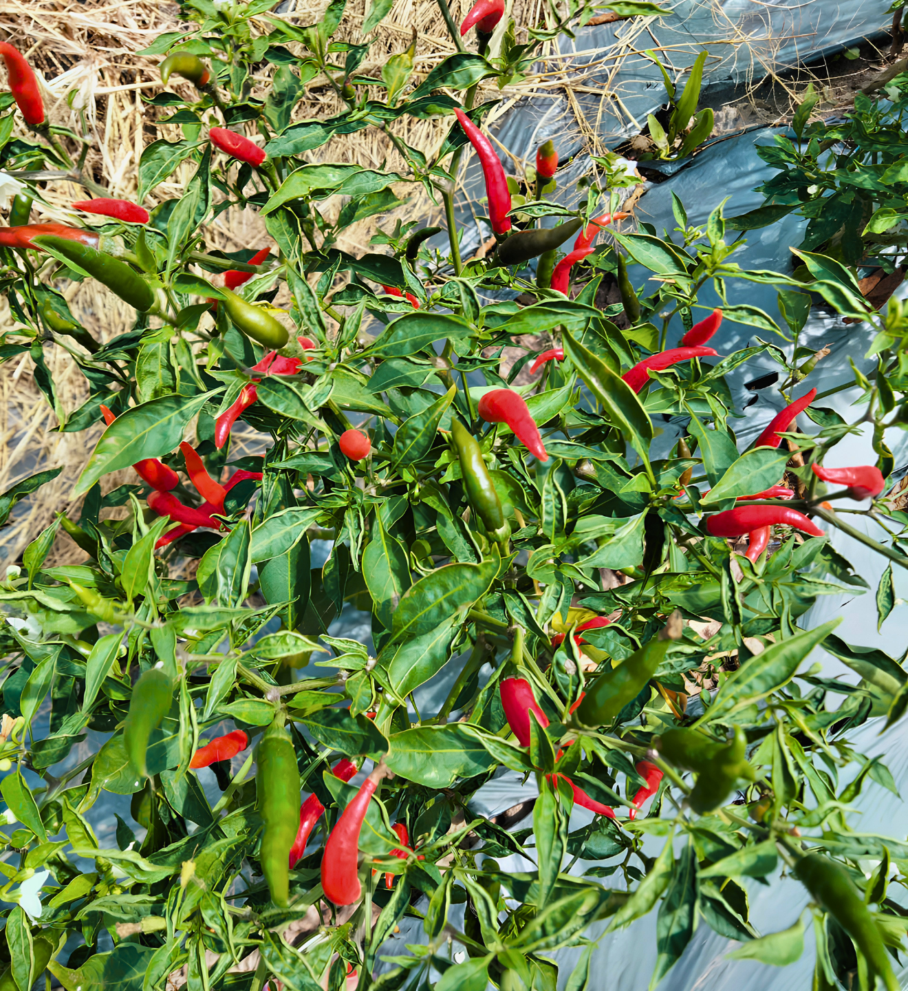 A chili pepper plant with many long, slender red and green peppers growing among dense green leaves, photographed outdoors in a field or garden.