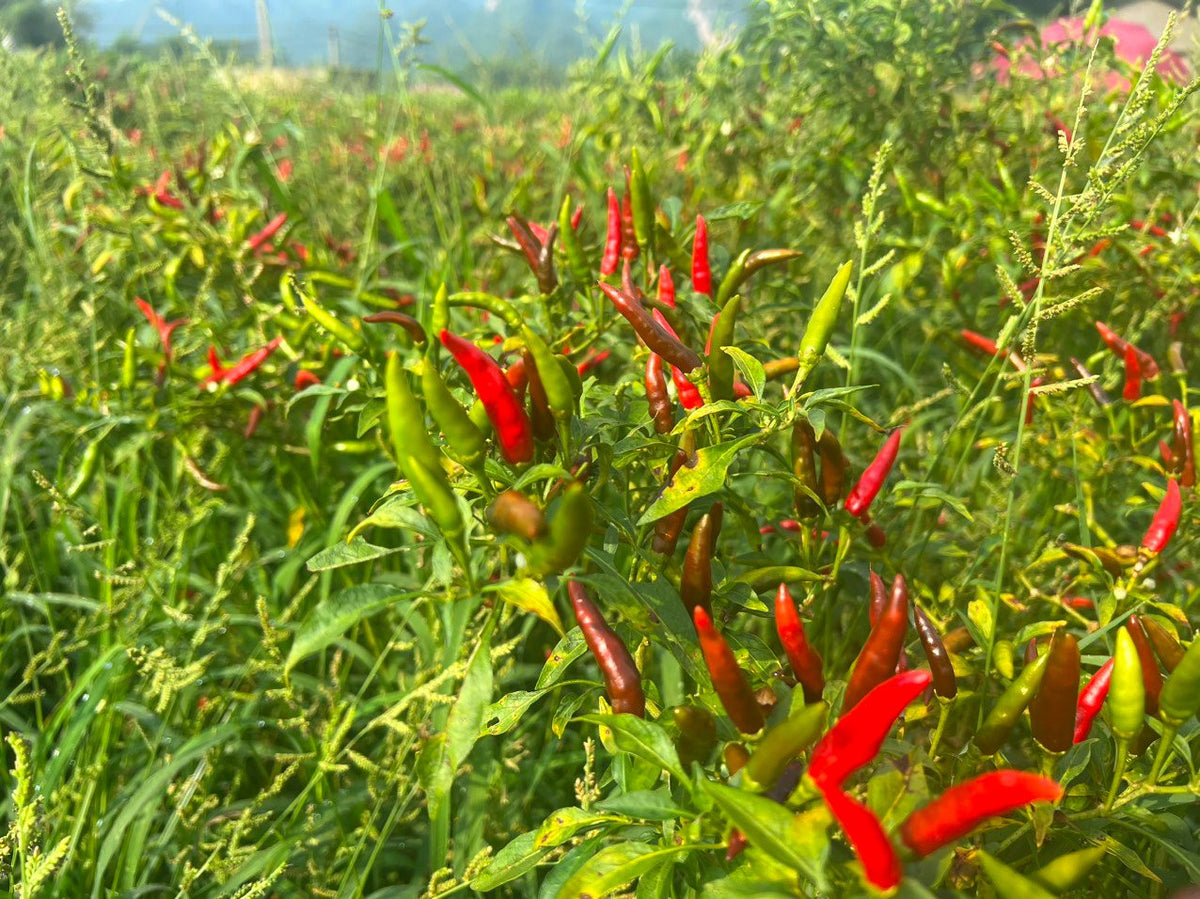 Fresh organic red and green chilies from a Vietnamese garden, showing a natural mix of colors.