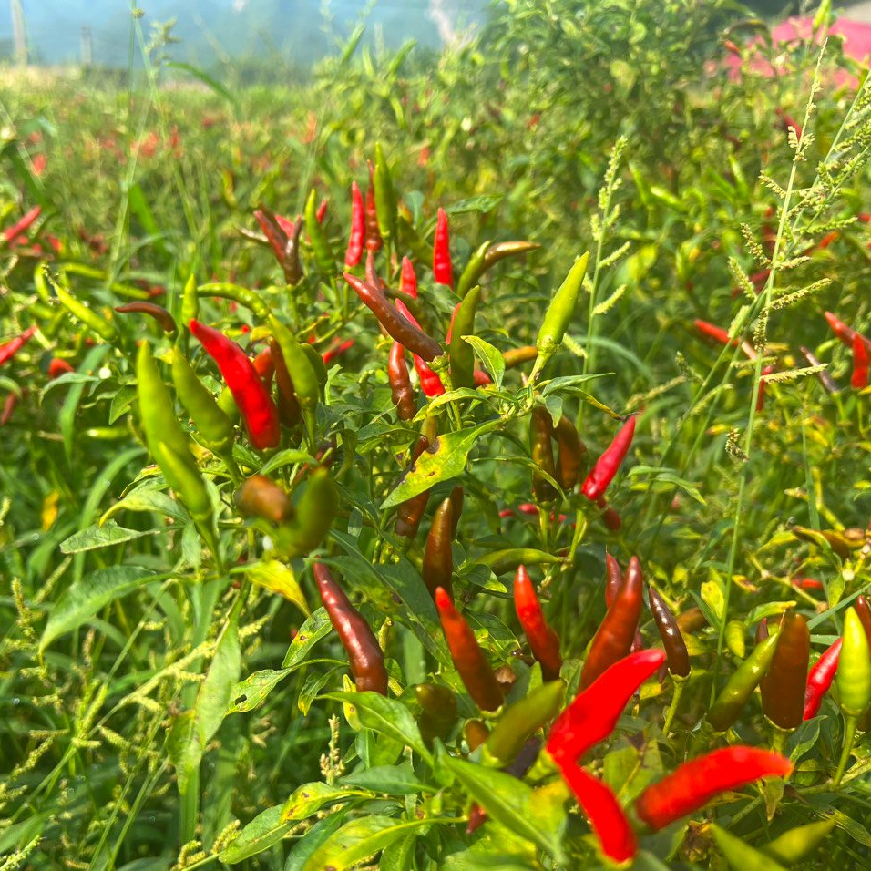 Organic Chili
