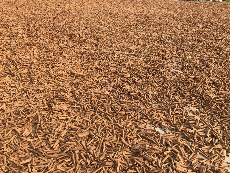 Organic cinnamon sticks drying under the sun, showing the natural curled shape and reddish-brown bark color.