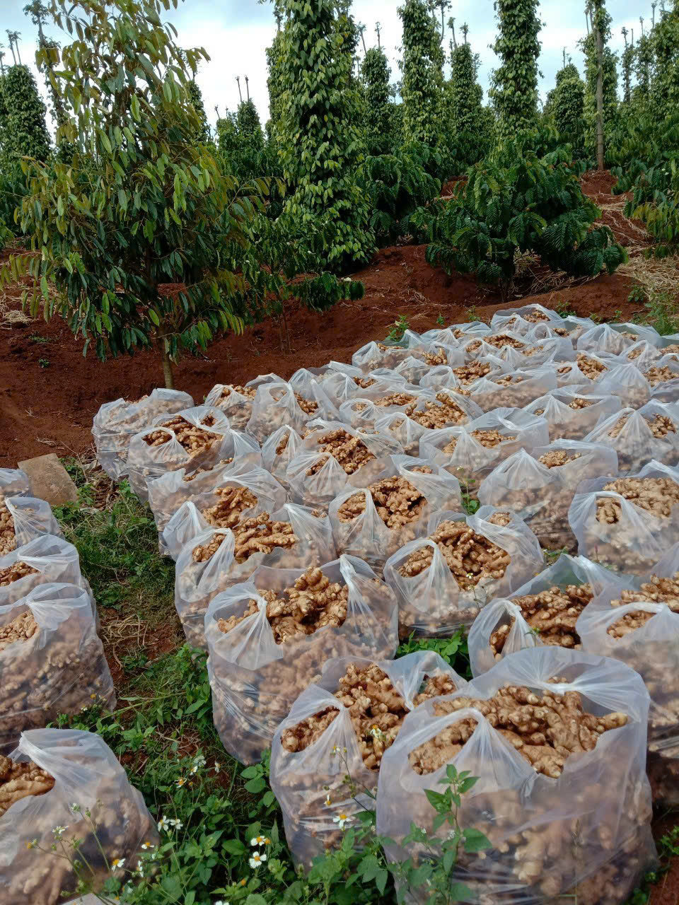 Multiple clear plastic bags filled with ginger roots arranged on the ground in an outdoor farm setting, with rows of tall green trees in the background.