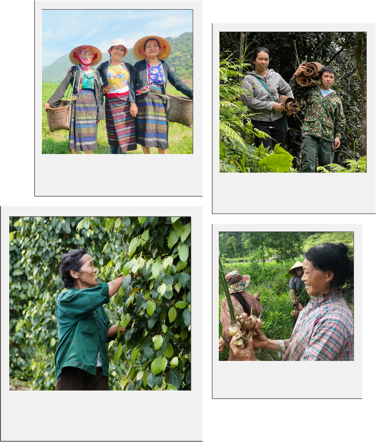 Four-panel collage showcasing Viet Haus smallholder farmers and ethnic minority farmers working across organic spice plots and sustainable farms in Vietnam.