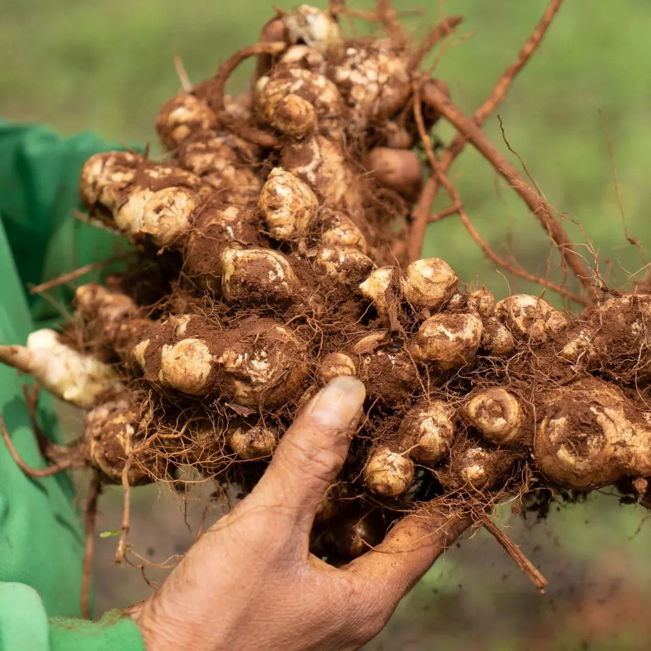 Hand holding a bundle of ginger root with a blurred green background