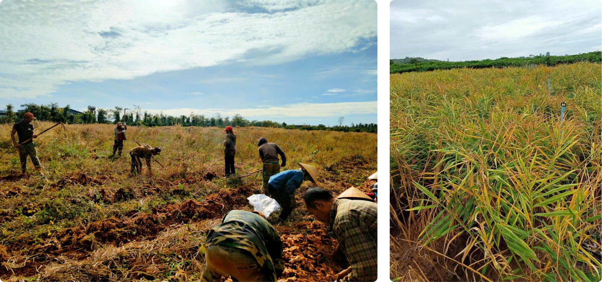 Two-panel view of Viet Haus organic ginger cultivation: farmers manual harvesting small root ginger on mountain soil, and field foliage turning yellow at peak maturity.