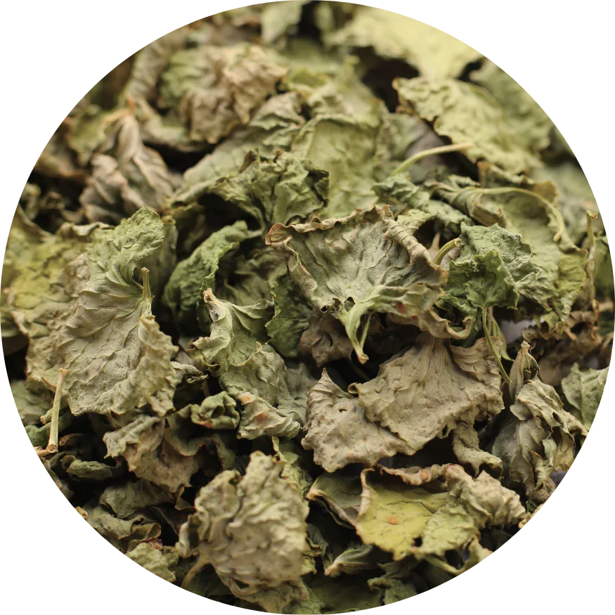 whole dried organic Gotu Kola from Viet Haus, carefully preserved to retain its natural green color and potent herbal properties