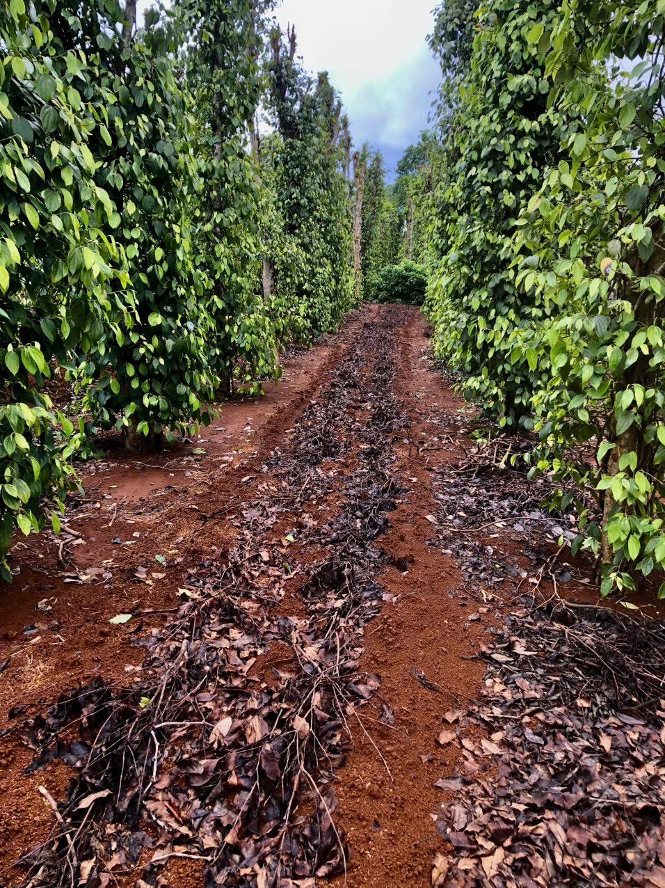 Viet Haus plantation showing organic intercropping of ginger and pepper plants to enhance soil nutrients and spice potency.