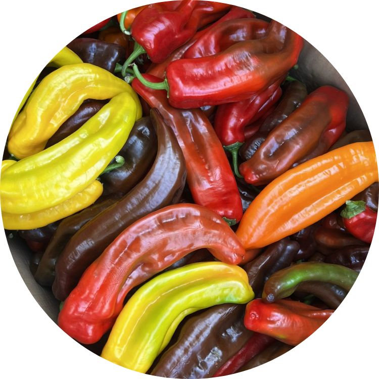 Assorted organic Palermo peppers in red, yellow, and orange, showing their characteristic shape and sweet flavor.