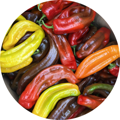 Assorted organic Palermo peppers in red, yellow, and orange, showing their characteristic shape and sweet flavor.