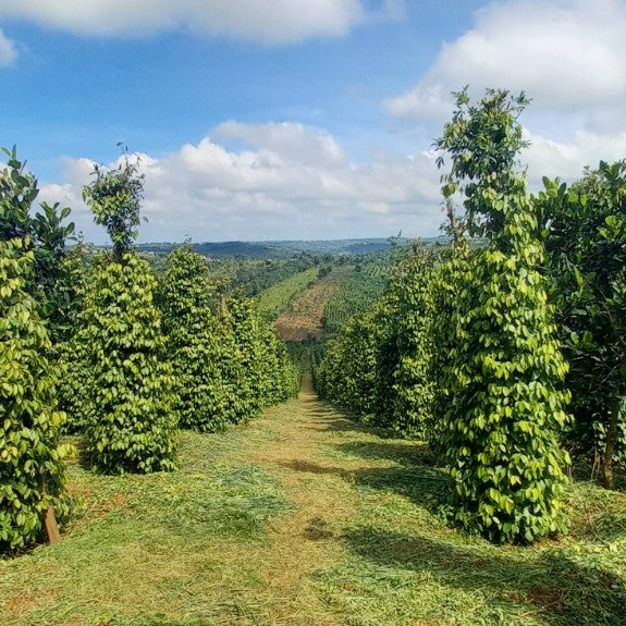 A lush green organic pepper farm at Viet Haus, showing healthy pepper vines climbing tall supports in a natural setting