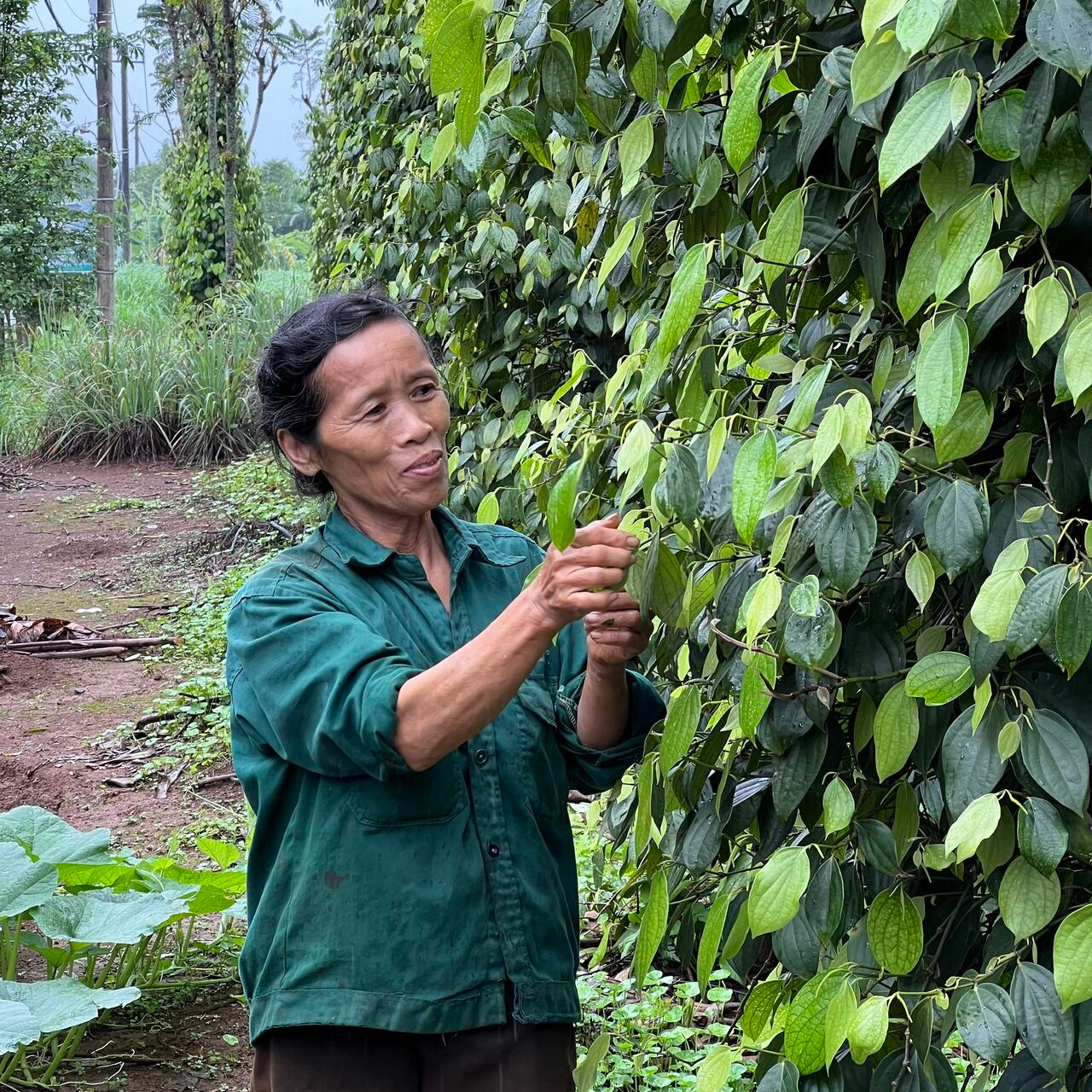 A dedicated organic pepper farmer at Viet Haus carefully inspecting vines to ensure a premium harvest