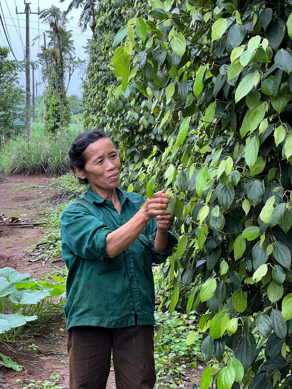 A dedicated organic pepper farmer at Viet Haus carefully inspecting vines to ensure a premium harvest
