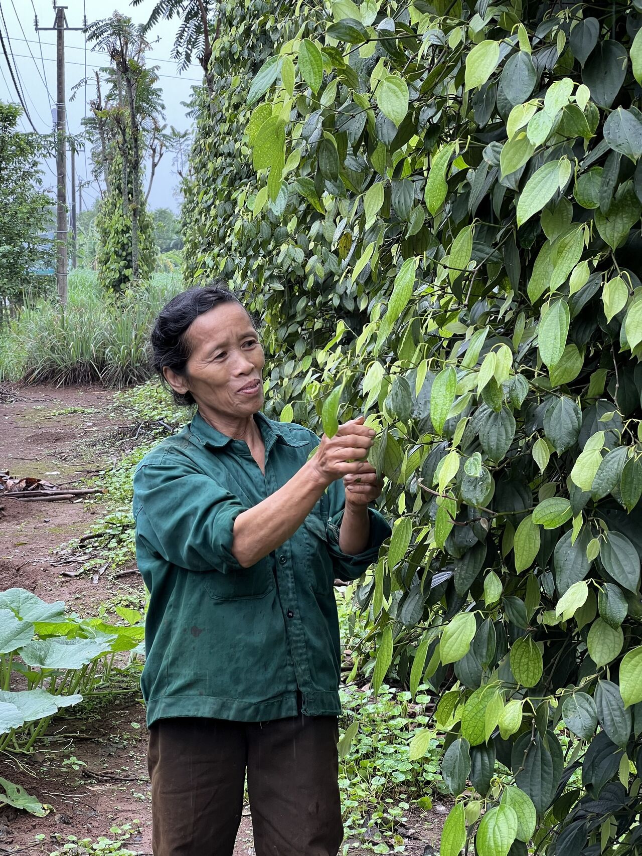 A dedicated organic pepper farmer at Viet Haus carefully inspecting vines to ensure a premium harvest