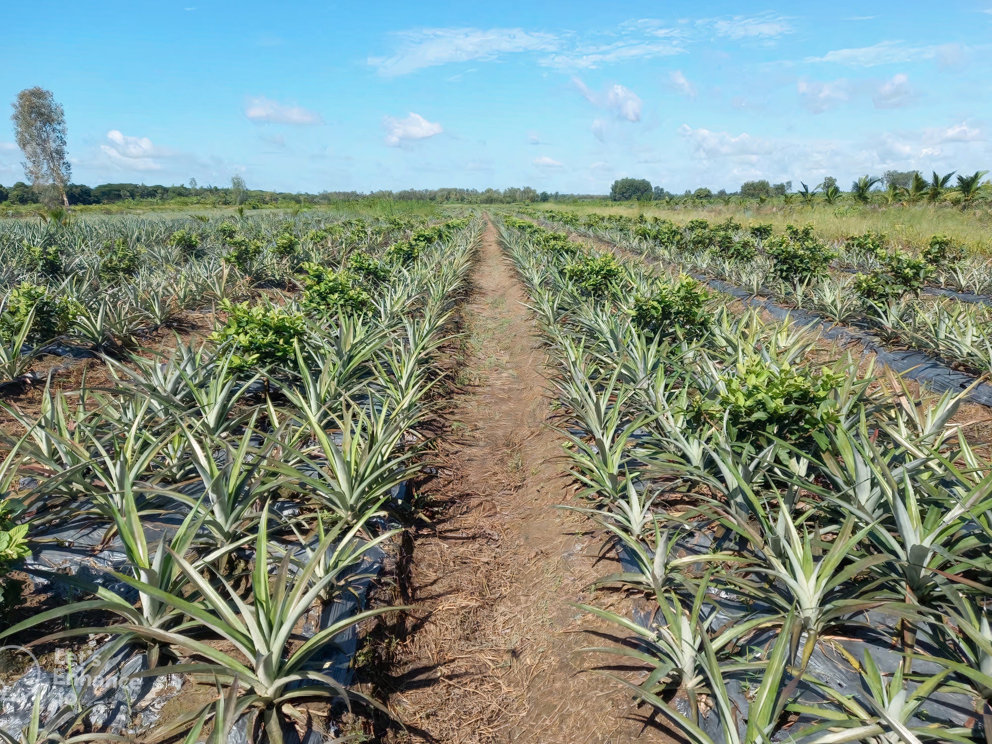 Pineapple field with rows of young pineapple plants under a blue sky, intercropping with plants