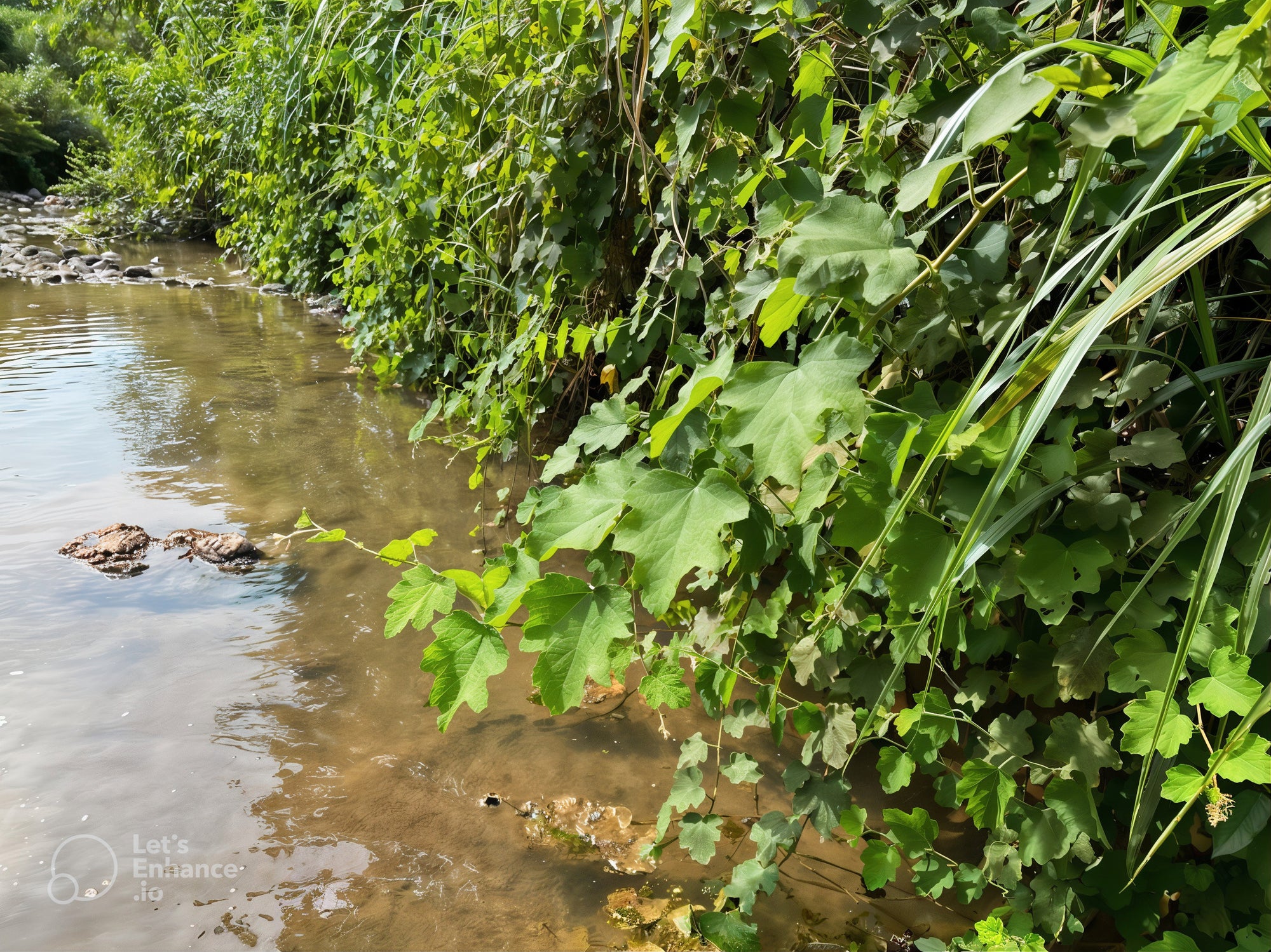 Wild organic raspberry plants growing by a riverbank in the Vietnamese natural forest.