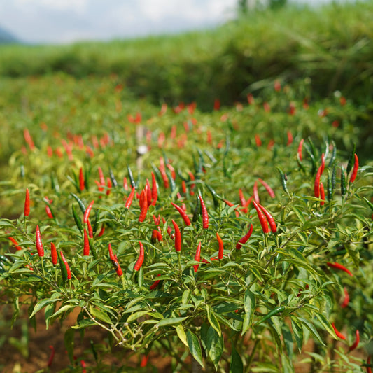 Organic red chili peppers ripening on green plants in a field, showing the natural growth process and vibrant red color