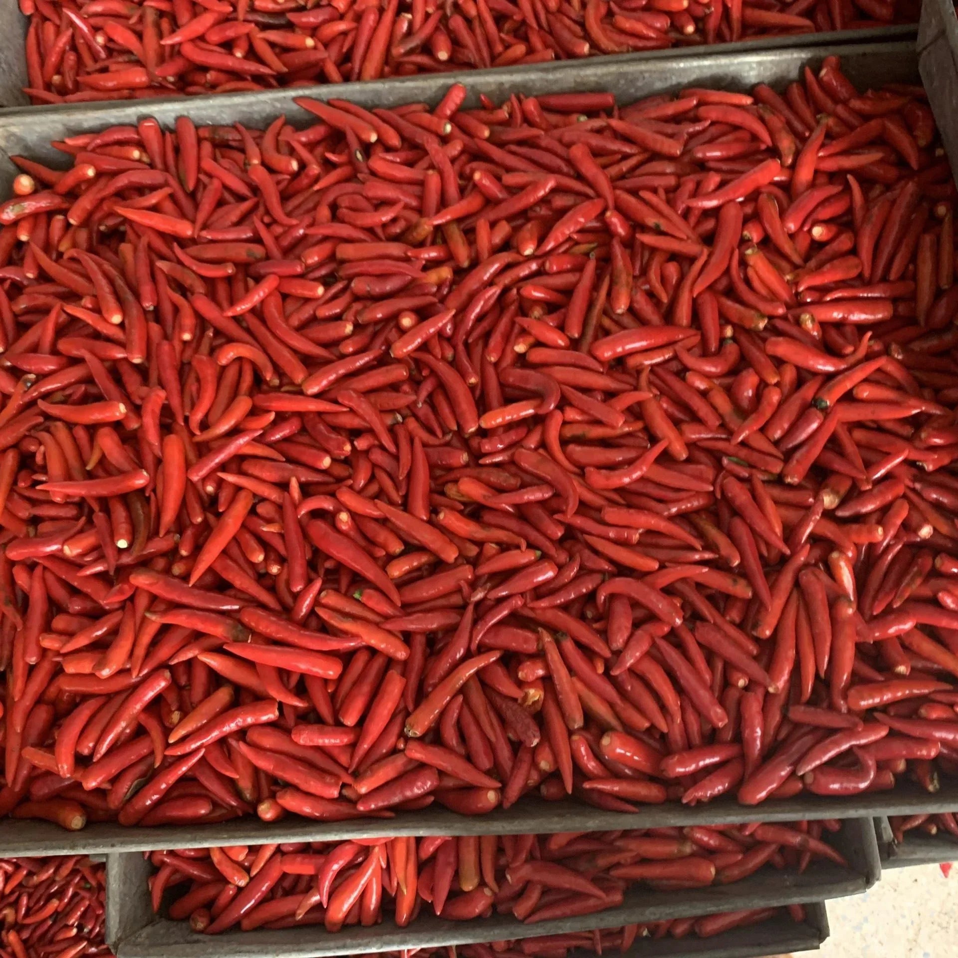 A tray filled with freshly harvested organic red chili peppers, showing uniform size and deep red skin color
