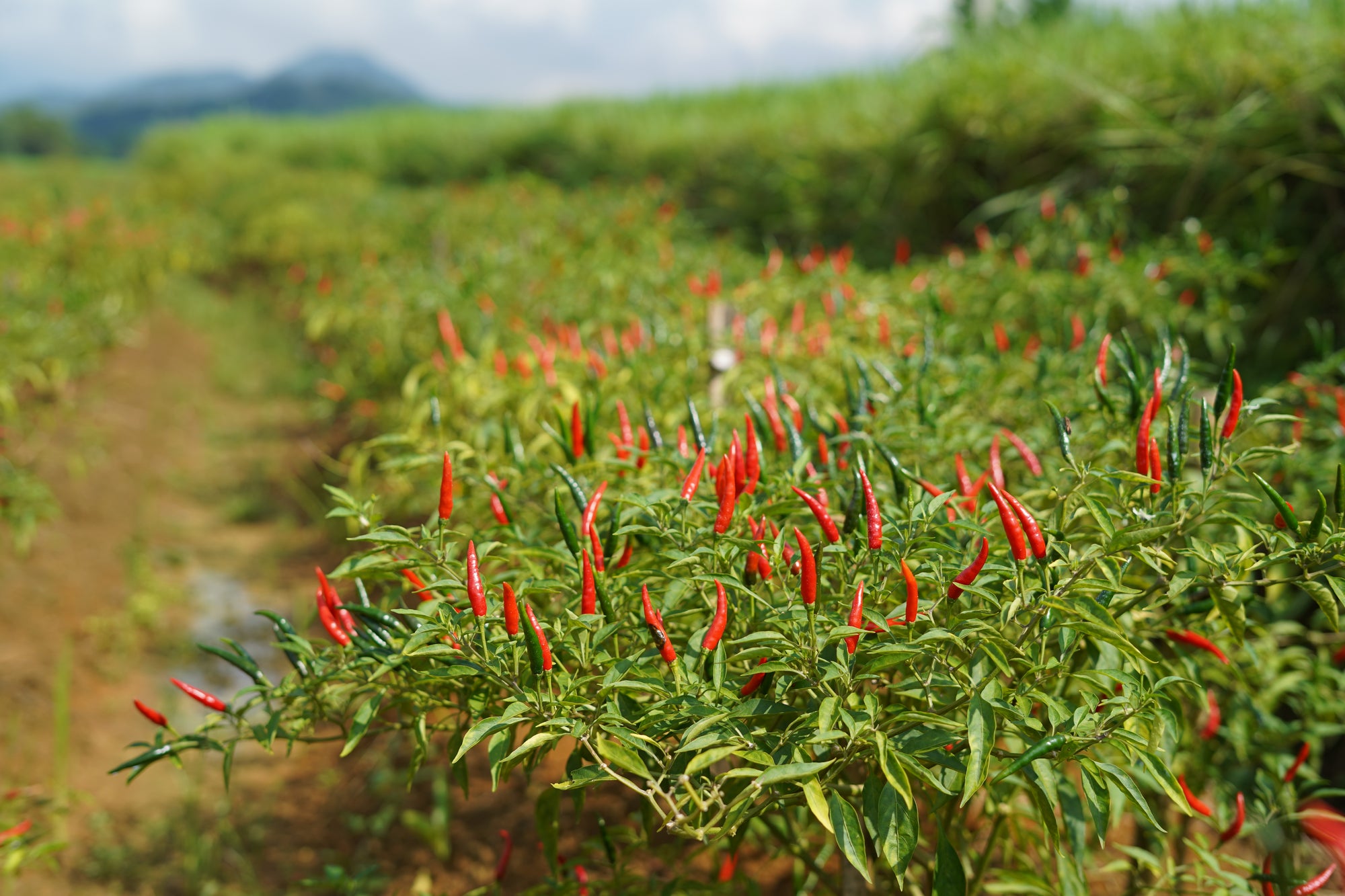 A field of vibrant red chilies growing in a lush Vietnamese garden with a mountain background