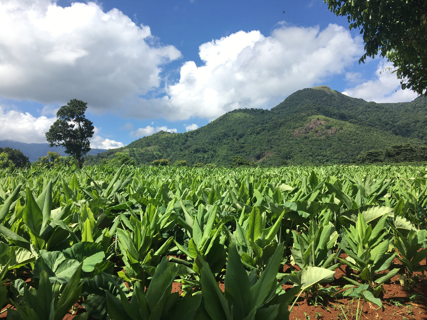 A field of organic turmeric growing in a Vietnamese mountain valley under a blue sky.