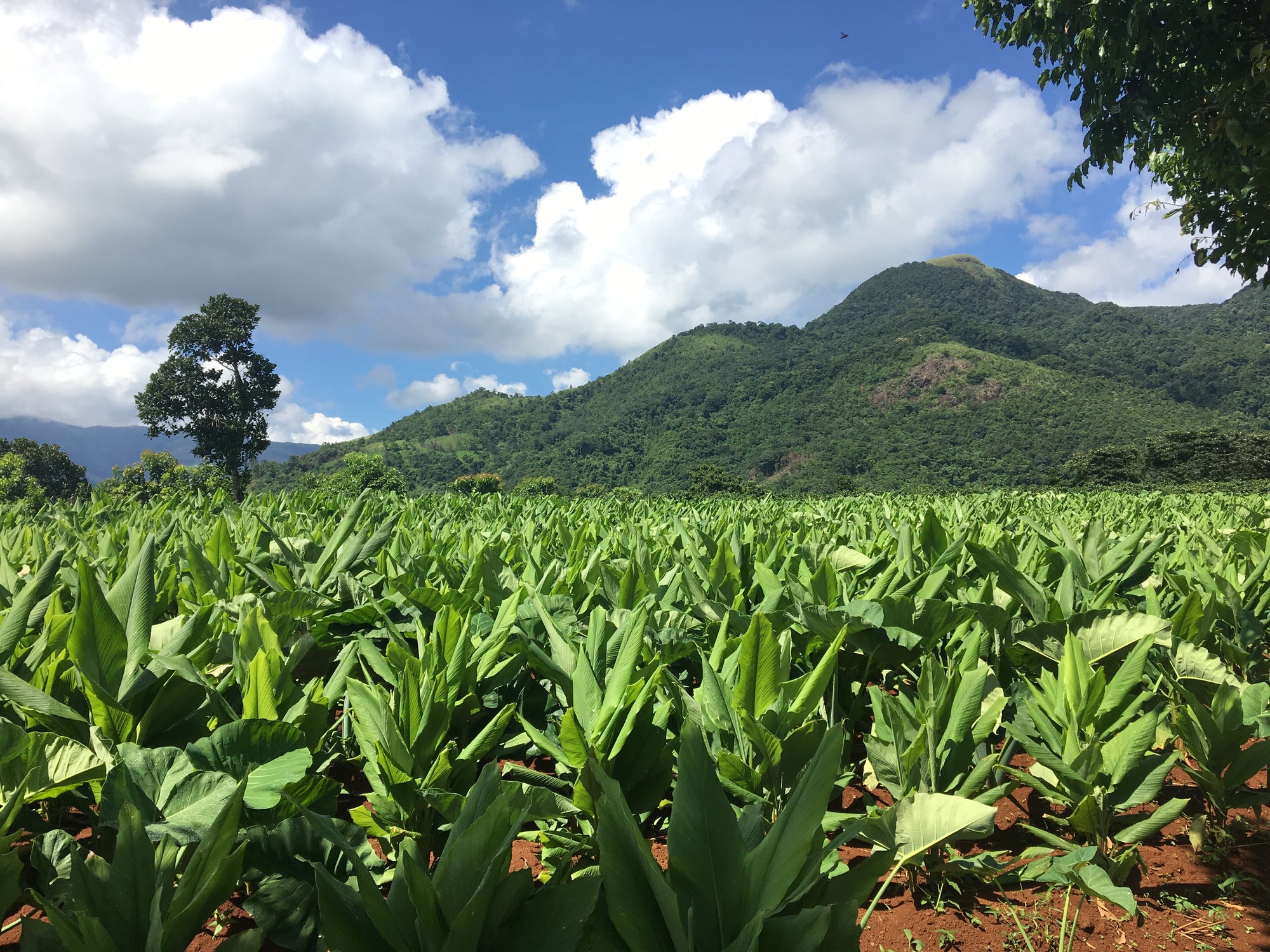 A field of organic turmeric growing in a Vietnamese mountain valley under a blue sky.
