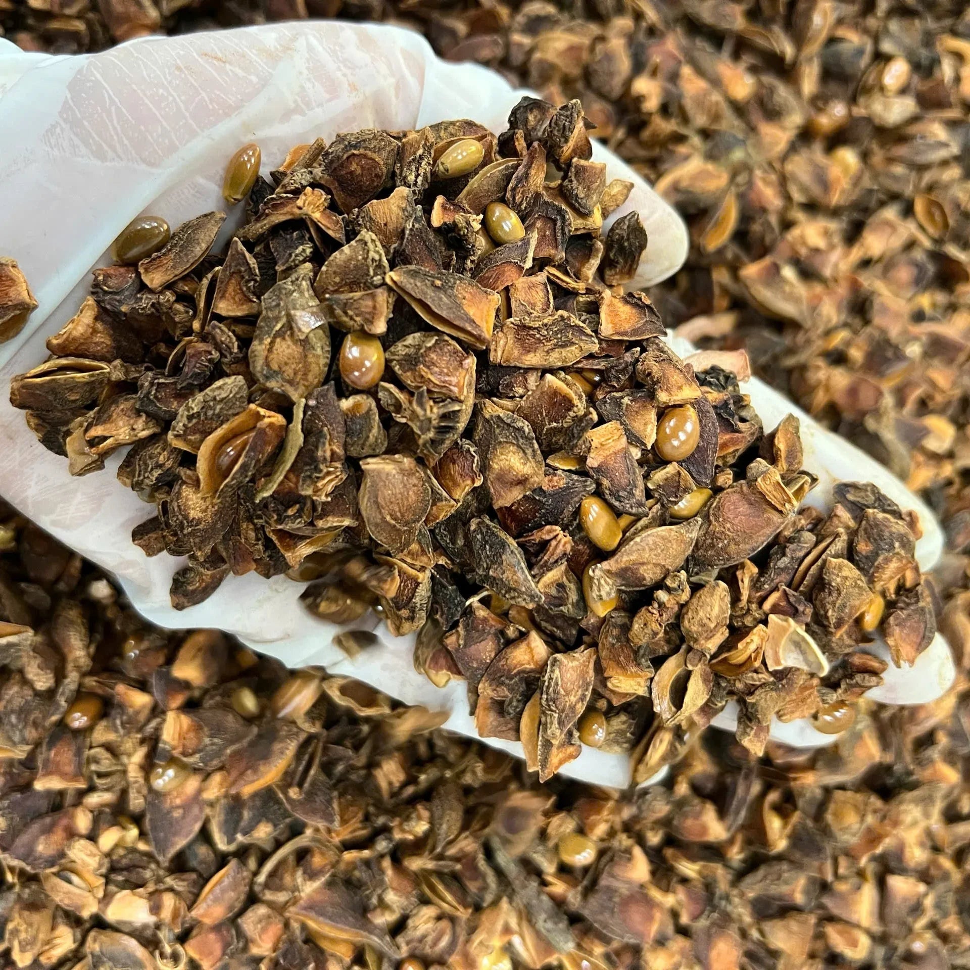 Broken pieces of organic star anise, showing dried brown seed pods and natural texture